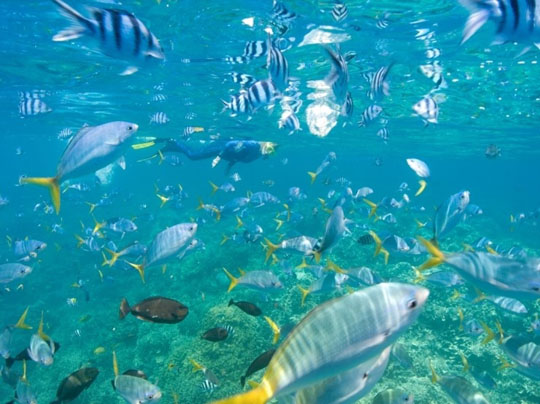 사용자 삽입 이미지